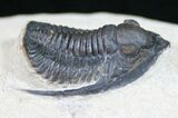 Cornuproetus Trilobite - Detailed Shell #10649-2